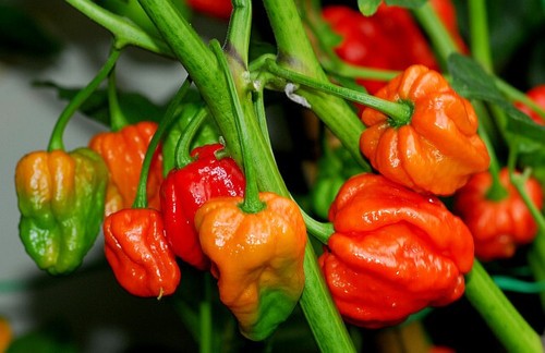 Semi peperoncino pod - di, 7