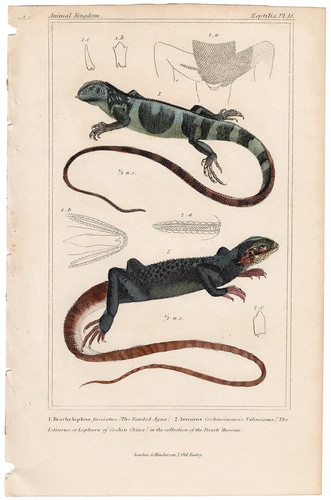 Cuvier regno animale antica - cuvier,