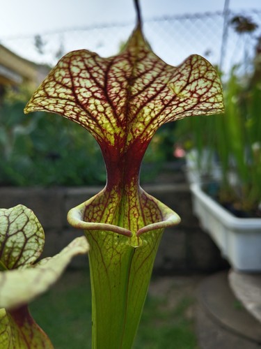 Pianta carnivora sarracenia - pianta,