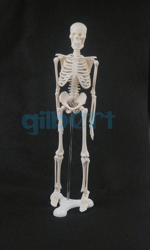 45cm human anatomical anatomy - anatomical,