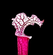 Sarracenia x PINK DREAM