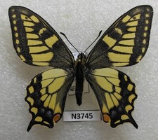 Papilio machaon lapponica 1 m
