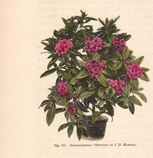 Stampa antica fiori rododendri - stampa,