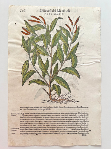 Mattioli xilografia 1500 - mattioli,