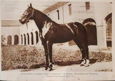 Cartolina Ponte di Brenta Padova Allevamento Cavalli Da Corsa