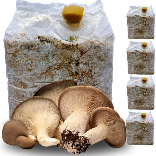 Kit coltivazione funghi - coltivazione,