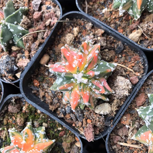 1pz 4cm astrophytum - 3,5-4cm,