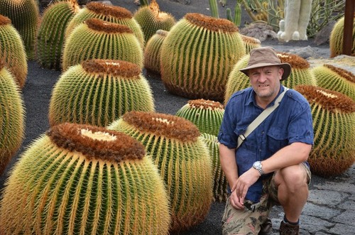 Echinocactus grusonii cactus - echinocactus, grusonii,