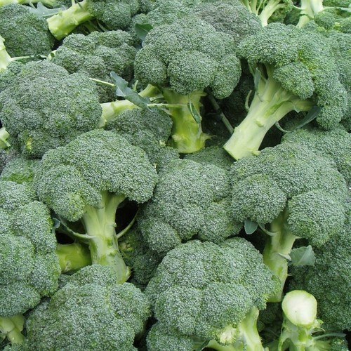 Broccoli cavolo vitamina - di,