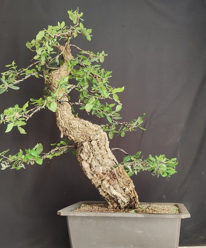 Pre bonsai esemplare - pre,