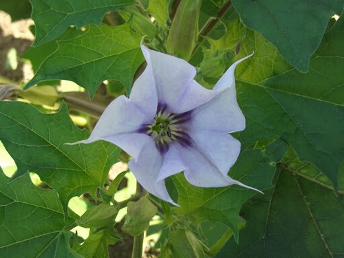 150 datura seёds - seёds,,