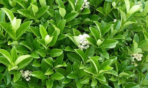 Viburno lucido viburnum - viburno,