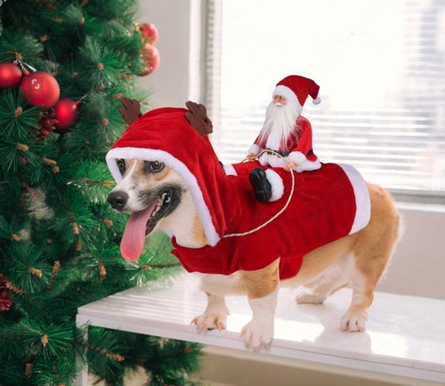 Costume equitazione cane - da,