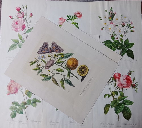 Stampe botaniche rose - 8,