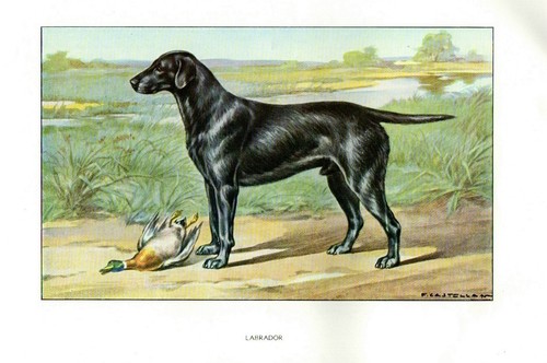 Stampa antica cane labrador - stampa,
