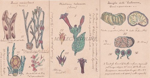 Cartoline disegnate e - cartoline,