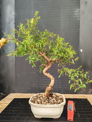 Bonsai melograno h 46 cm - bonsai,