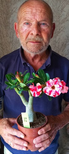 Adenium obesum