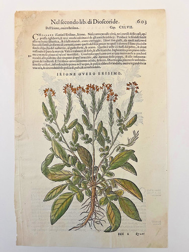 Mattioli xilografia 1500 - xilografia,