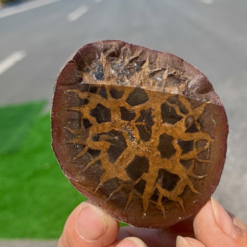 79g settario marocchino giada - marocchino,