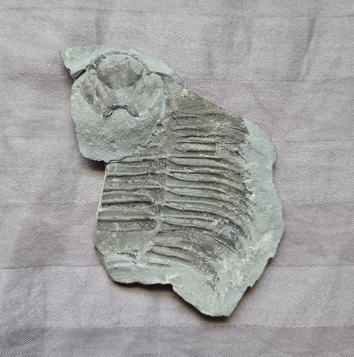 Rarissimo arctinurus boltoni - arctinurus,
