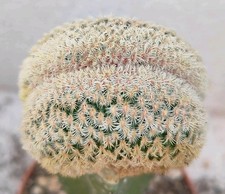 Echinocereus rigidissimus cristate