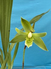 Lycaste (Ida) locusta Green