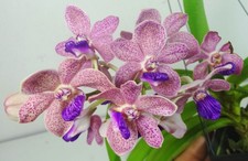 Vandachostylis Leah Baisi