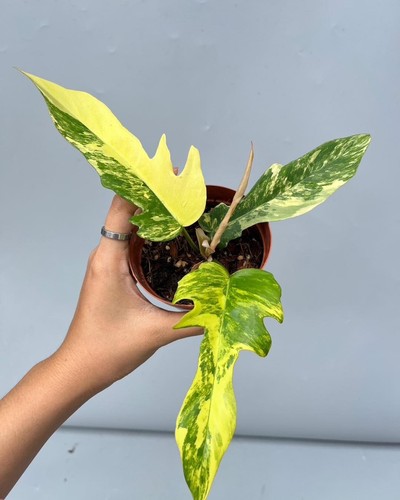 Filodendro variegato florida - variegato,
