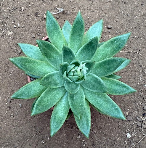Echeveria agavoides - echeveria,