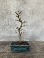 Bonsai di Acero Palmato