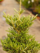 Abete coreano nano Abies