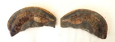 Early Cretaceous fossil fish
