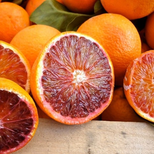 Pianta arancio sanguinello - pianta,