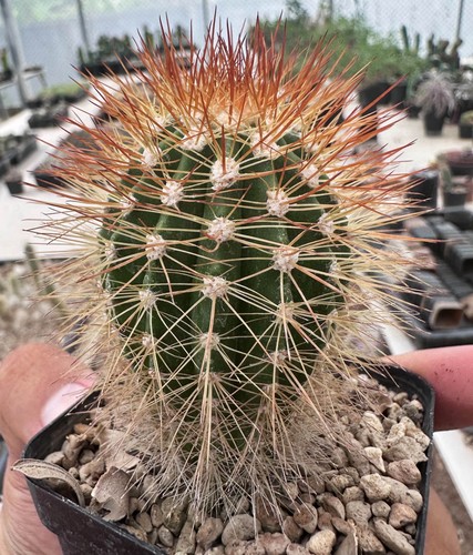 Melocactus perezassoi see d - da, see-d