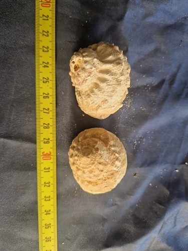 Bolma rugosa fossile miocene - rugosa,