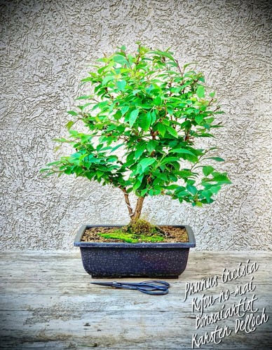 Prunus incisia kojou mai - prunus,