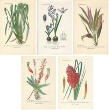 Stampe antiche SERIE 5 FIORI