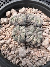 Azt- ritteri grappolo 4 teste