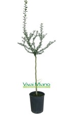 Pianta di Finger Lime Rosso -