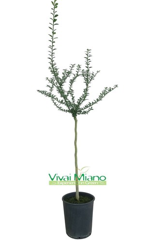 Pianta finger lime - di,