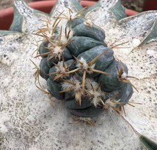 Echinocactus horizonthalo
