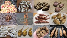 Antico tubero edibe - antico, starter