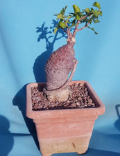 Fokea Edulis Adenium Bursera Euphorbia Jatropha Adenia Bonsai Piante Grasse
