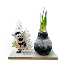 Plant in a Box  Bulbo