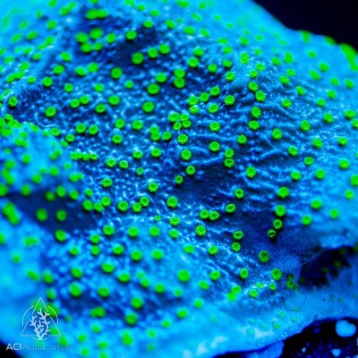 Aci coral lightning cap - aci,