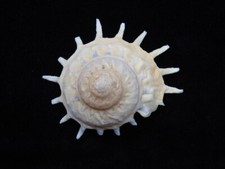 Sea shell Stellaria solaris