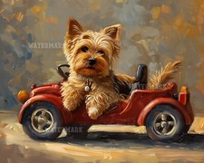 Yorkshire Terrier in Toy Car -