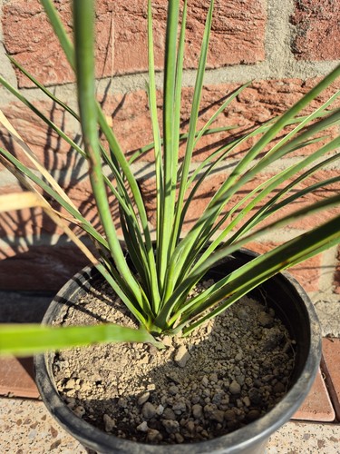 Yucca queretaroensis - , x