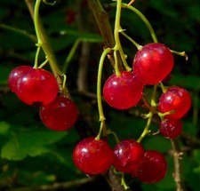 Ribes rubrum FRUTTI ROSSI | Ribes rosso | Ribes da giardino - Ribes rosso | Garden cu